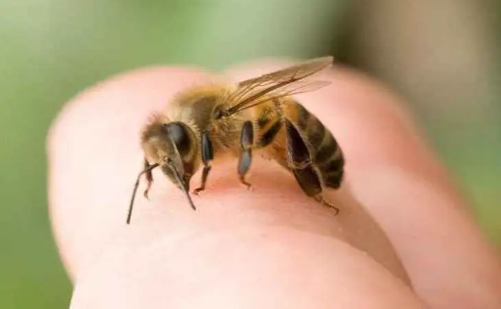 4 remedios caseros para aliviar las picaduras de abeja