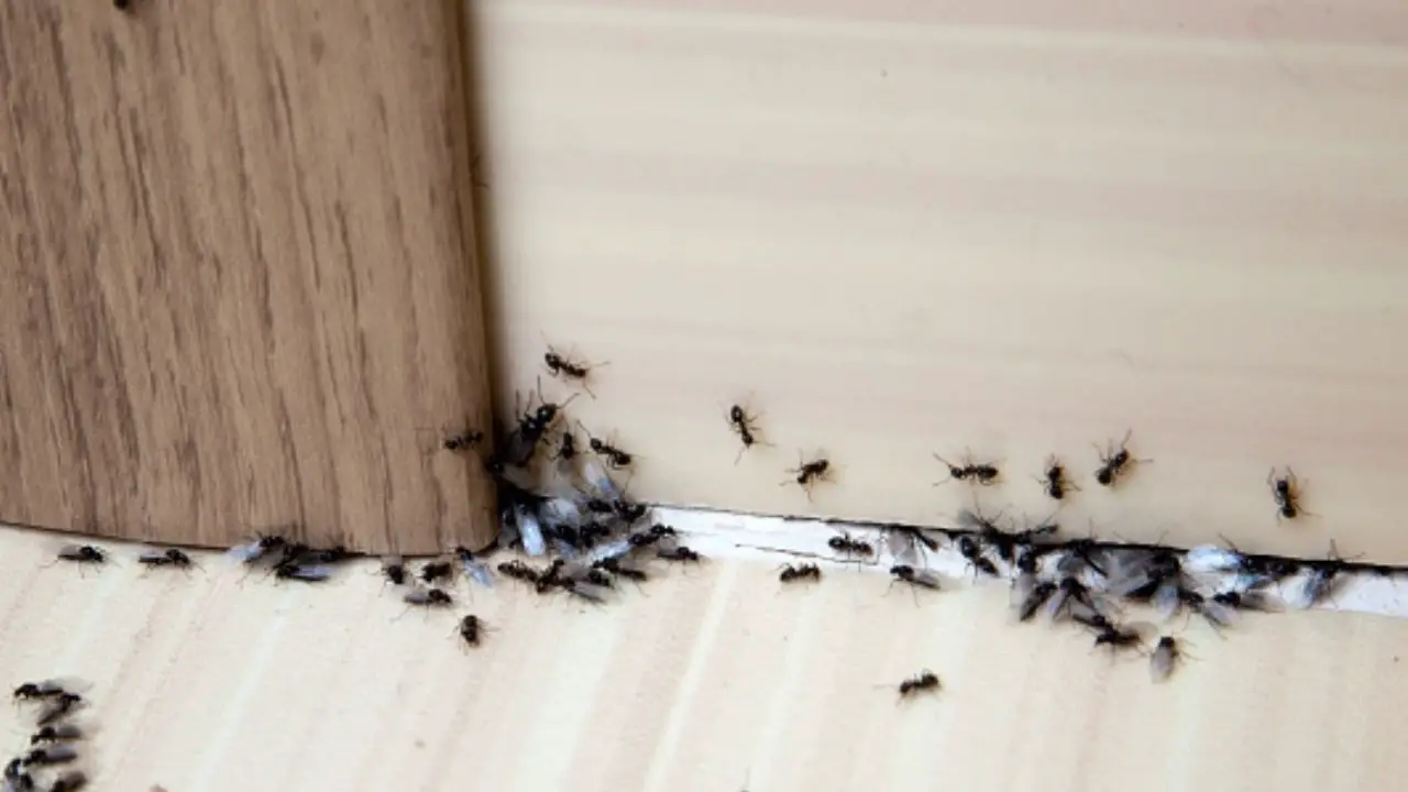 El Poder de la Canela! Deshazte de las Hormigas de Forma Natural en Tu Hogar