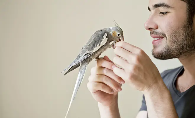 Visitas de Pájaros en Casa: Descubriendo su Significado y Simbolismo