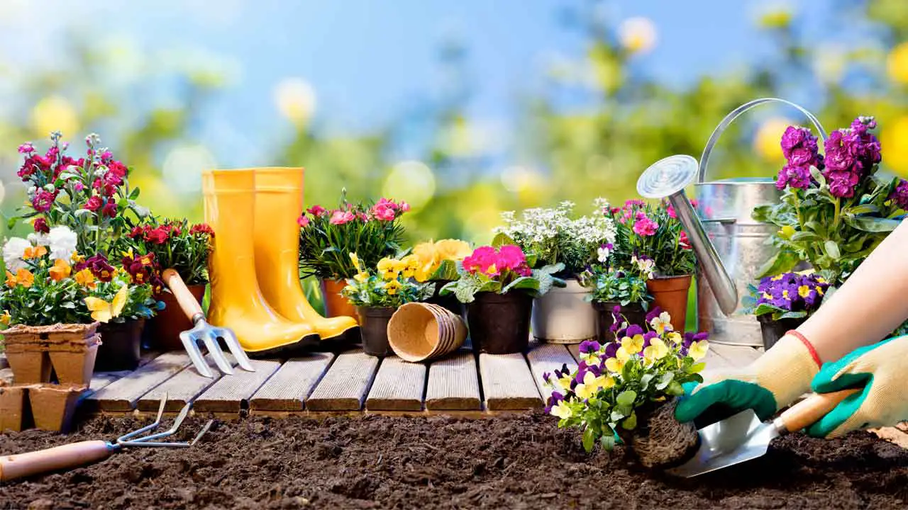 6 Hierbas Perfectas para Jardineros Principiantes